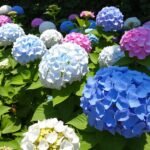 Como plantar e cultivar Hortências